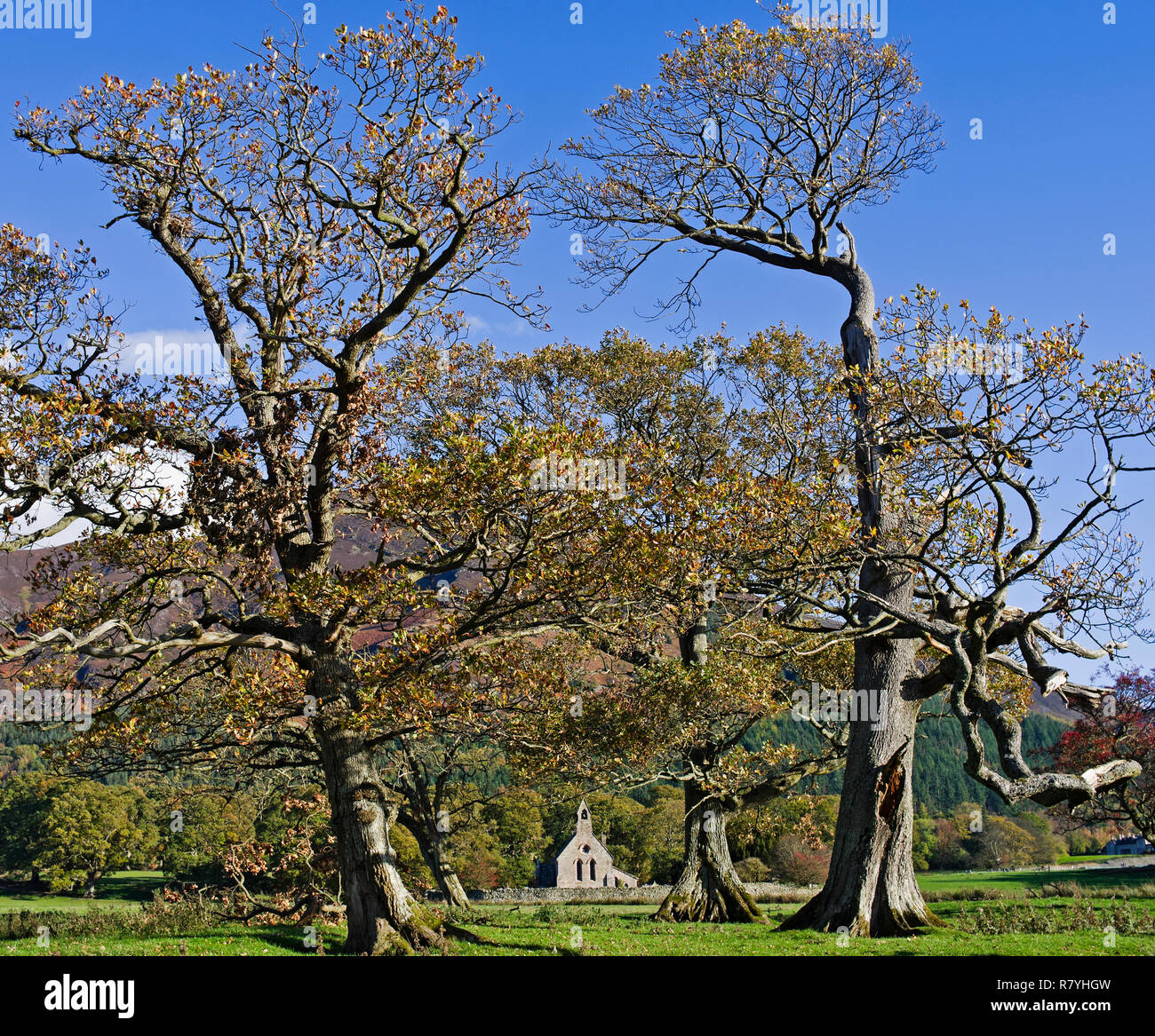 St Bega's Kirche, von Bassenthwaite, Lake District, Cumbria, im Herbst Bäume gerahmt, Lakeland fells für die Steigende, England UK. Stockfoto
