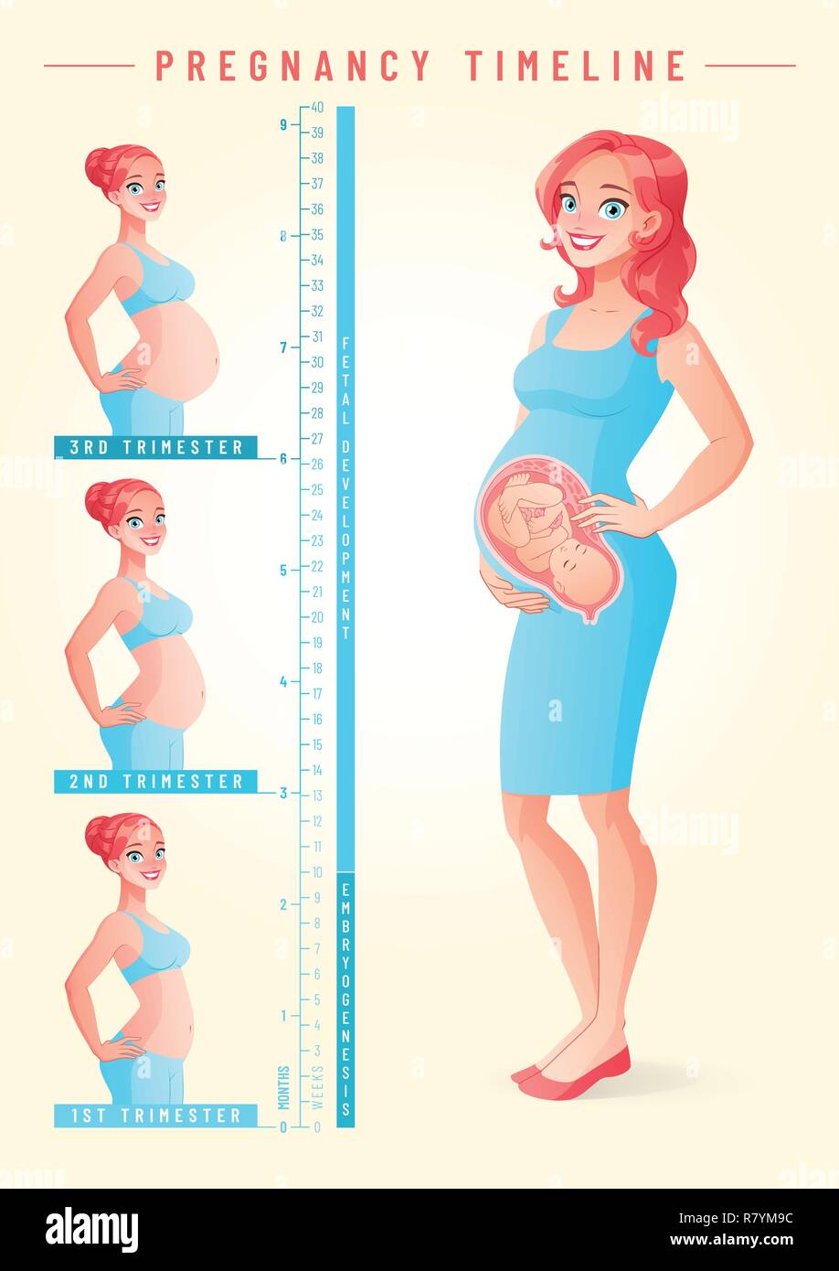 Schwangere Frau mit Fötus. Schwangerschaft timeline Vector Illustration. Stock Vektor