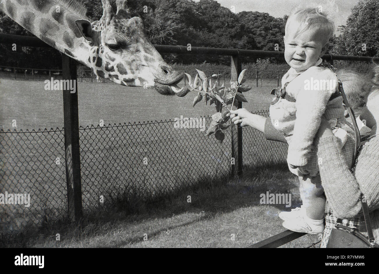 1950, historische, eine Giraffe über sein Gehäuse Zaun in einem Zoo schiefen, einige Blätter von Lady Angeboten zu essen, die ihren kleinen Sohn ... Wer nicht zu sagen hallo für das Tier, England, UK. Stockfoto