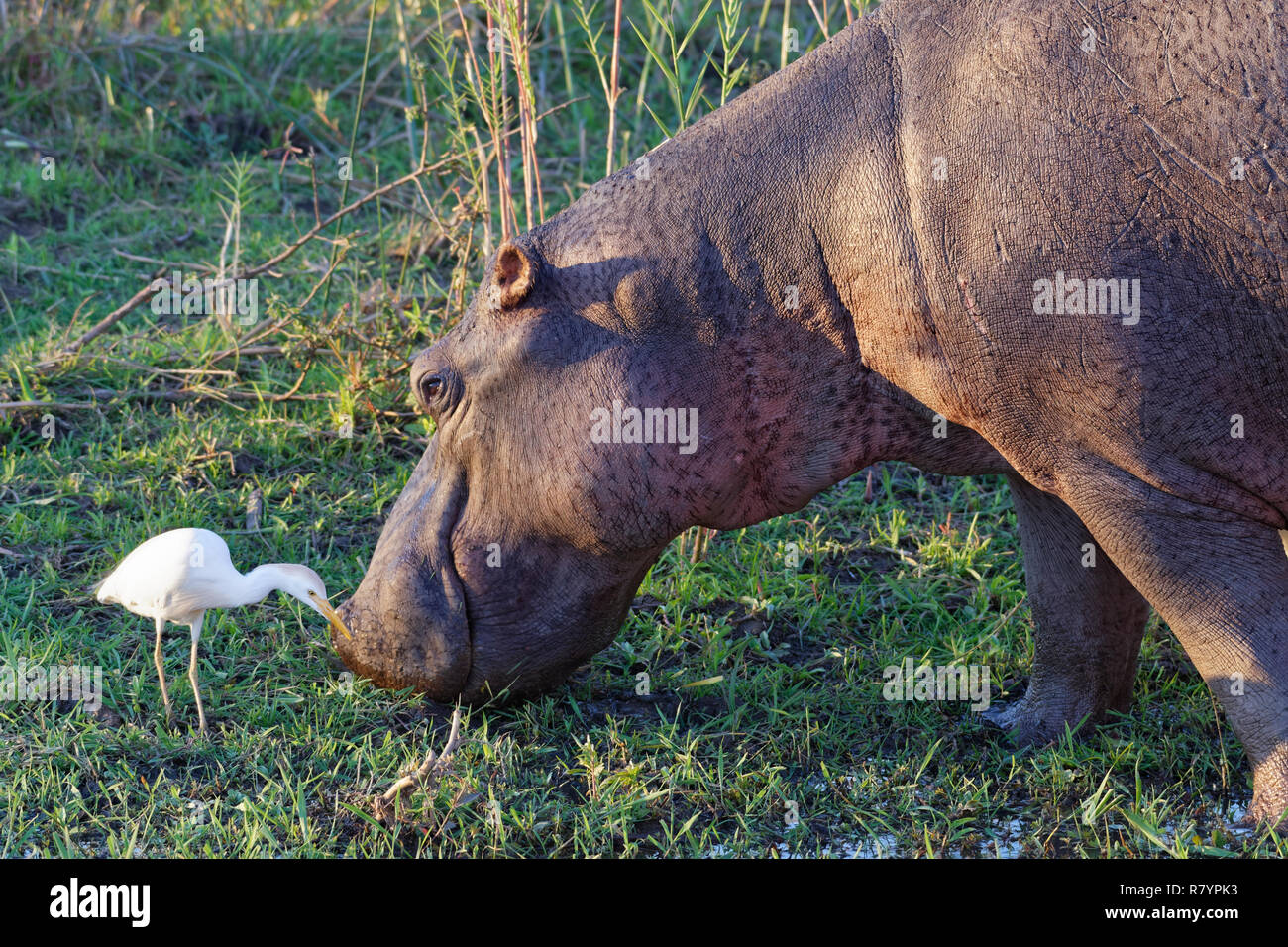 Flusspferd (Hippopotamus amphibius), waten und Beweidung auf die Kante des Sabie Flusses, neben einem kuhreiher (Bubulcus ibis), Krüger, Südafrika Stockfoto
