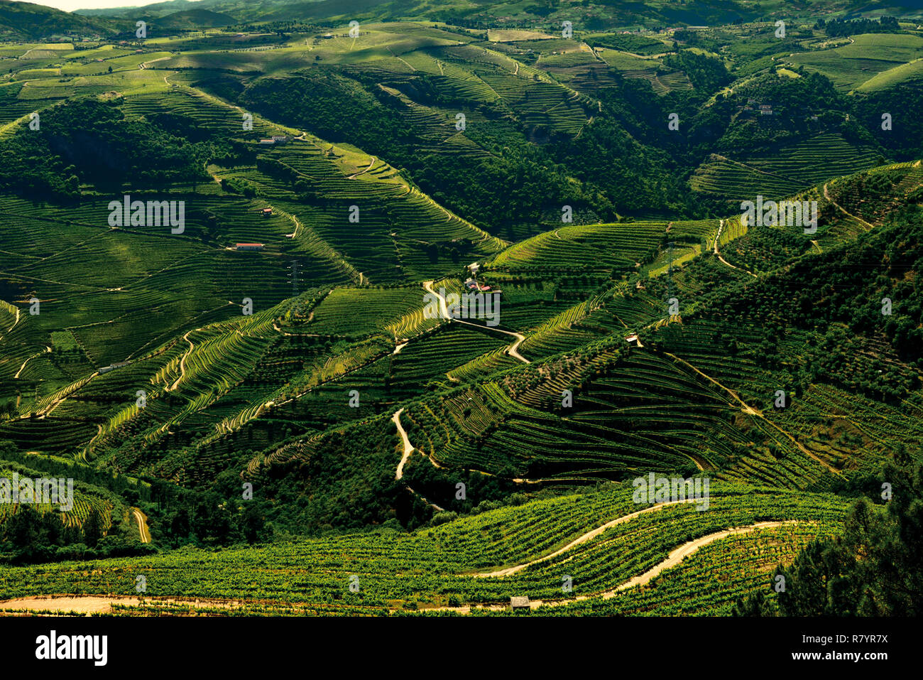 Blick auf die grünen Weinbergen und River Valley Stockfoto