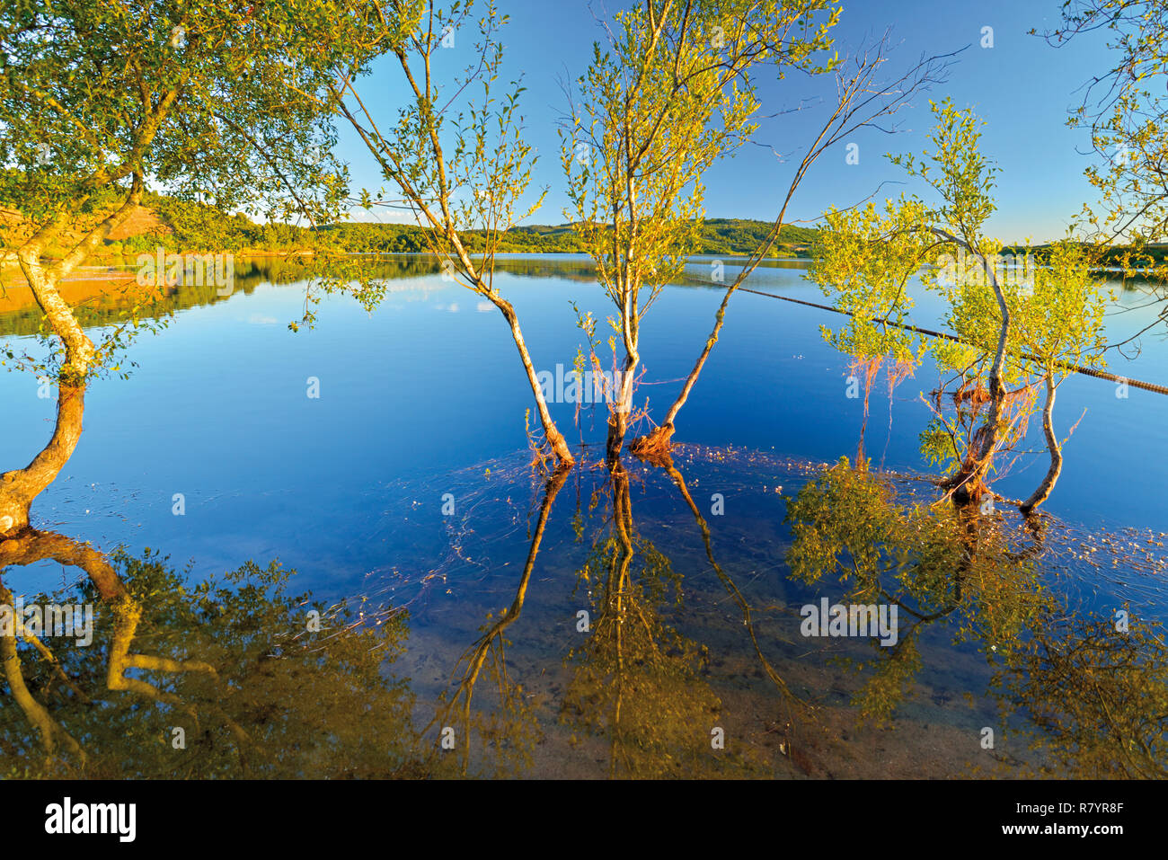 Bäume umgeben von Wasser und im See reflektierende Oberfläche Stockfoto
