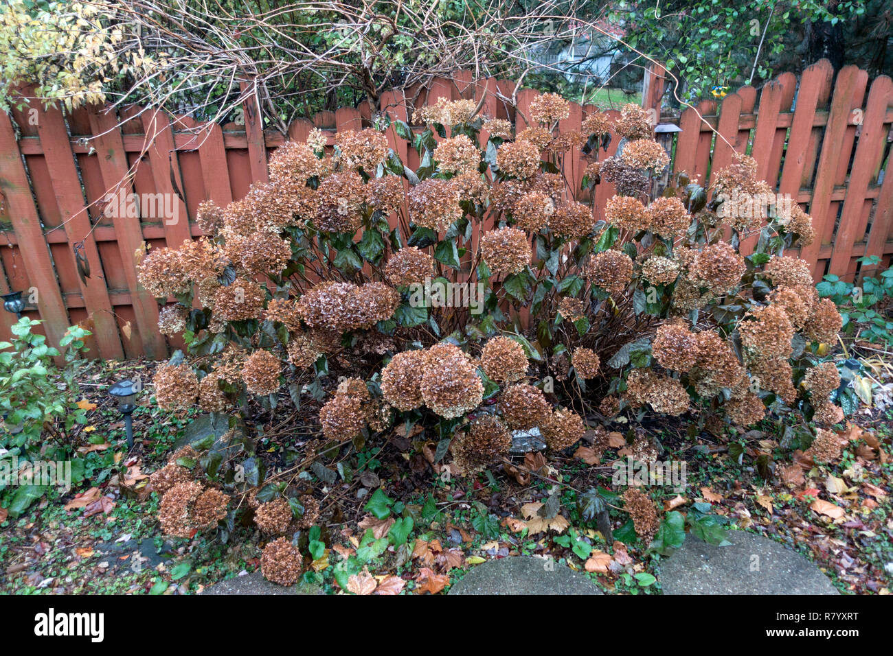 Schöne braune Herbst Hortensien im Garten durch den Zaun gefärbt. Downers Grove Illinois IL USA Stockfoto