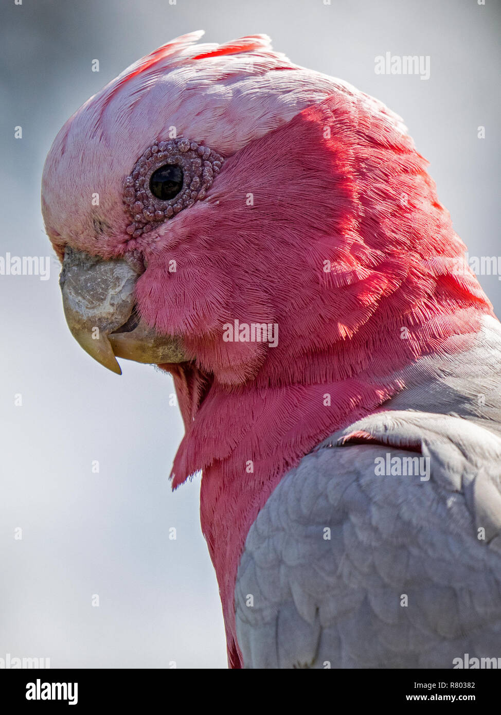 Rosakakadu Stockfoto