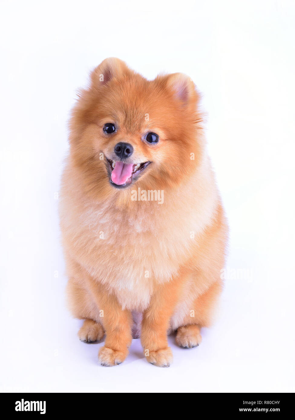 Pomeranian Hund auf weißem Hintergrund Stockfoto