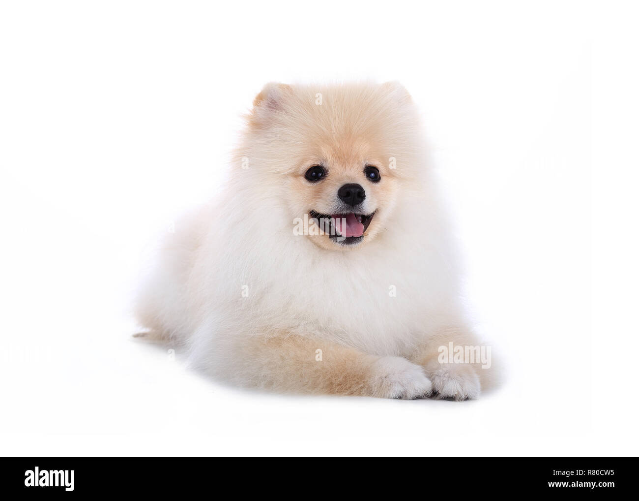 Weiß pomeranian Welpen Hund auf weißem Hintergrund Stockfotografie - Alamy