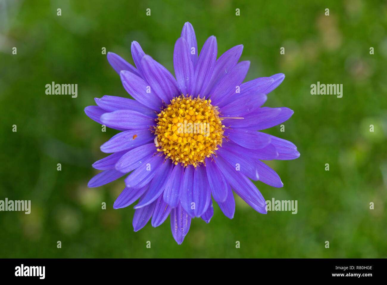 Alpine Aster, Blau Alpine Daisy (Aster alpinus), einzelne Blume. Nationalpark Hohe Tauern, Kärnten, Österreich Stockfoto