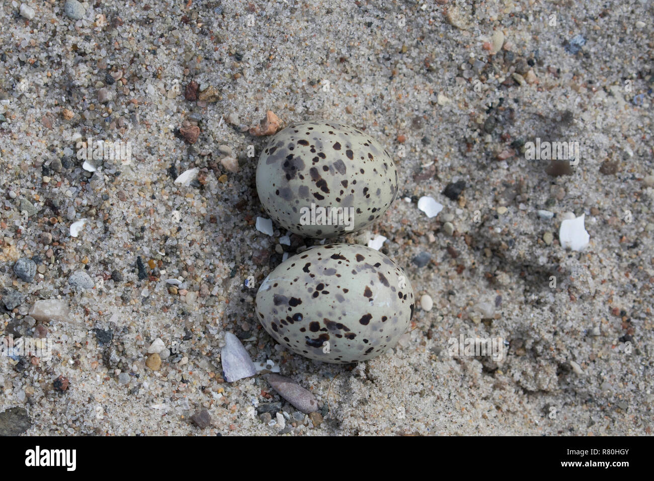 Zwergseeschwalbe (Sterna Albifrons). Nest mit zwei Eiern. Deutschland Stockfoto