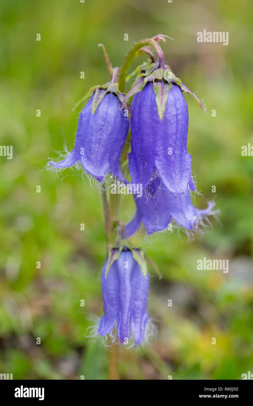Alpine Forget-me-not (Campanula lanceolata), blühende Pflanze. Nationalpark Hohe Tauern, Kärnten, Österreich Stockfoto