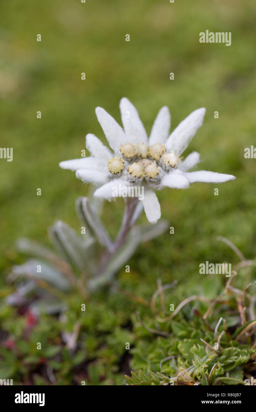 Edelweiss (Leontopodium nivale alpinum), blühende Pflanze. Nationalpark Hohe Tauern, Kärnten, Österreich Stockfoto