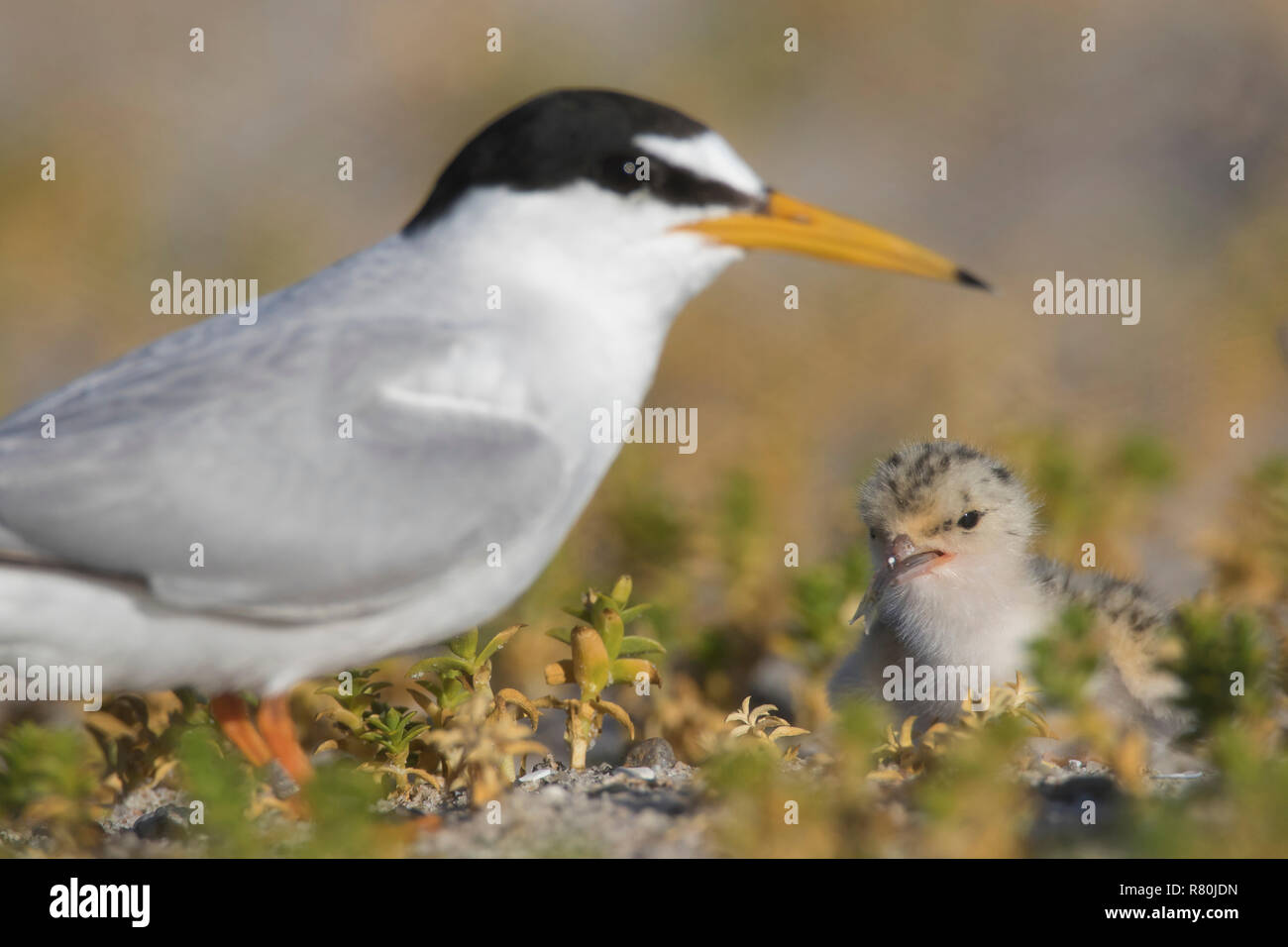 Zwergseeschwalbe (Sterna Albifrons). Eltern mit Küken füttern. Deutschland Stockfoto