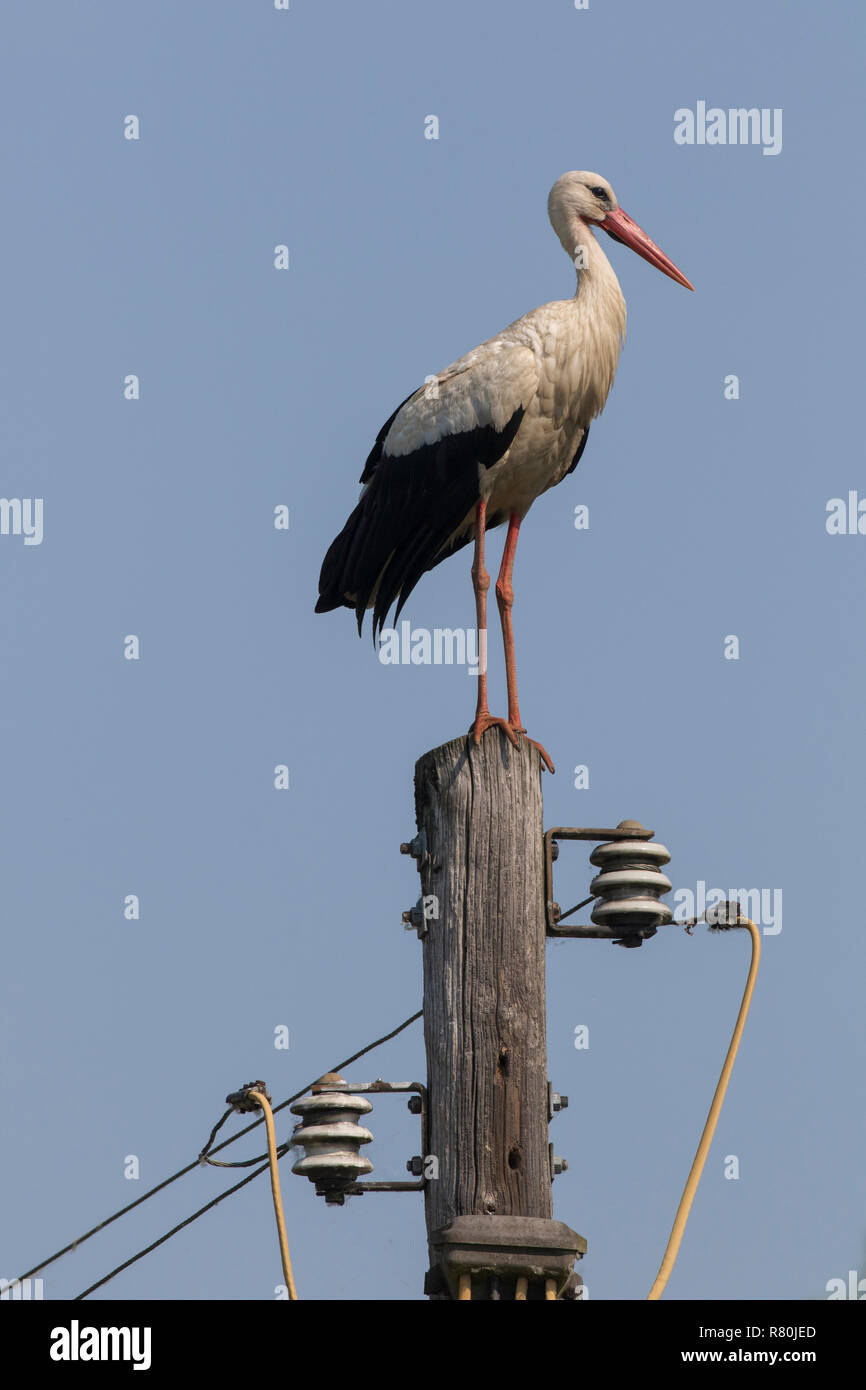 Europäischen Weißstorch (Ciconia ciconia). Nach stehend auf einem Strommast. Deutschland Stockfoto