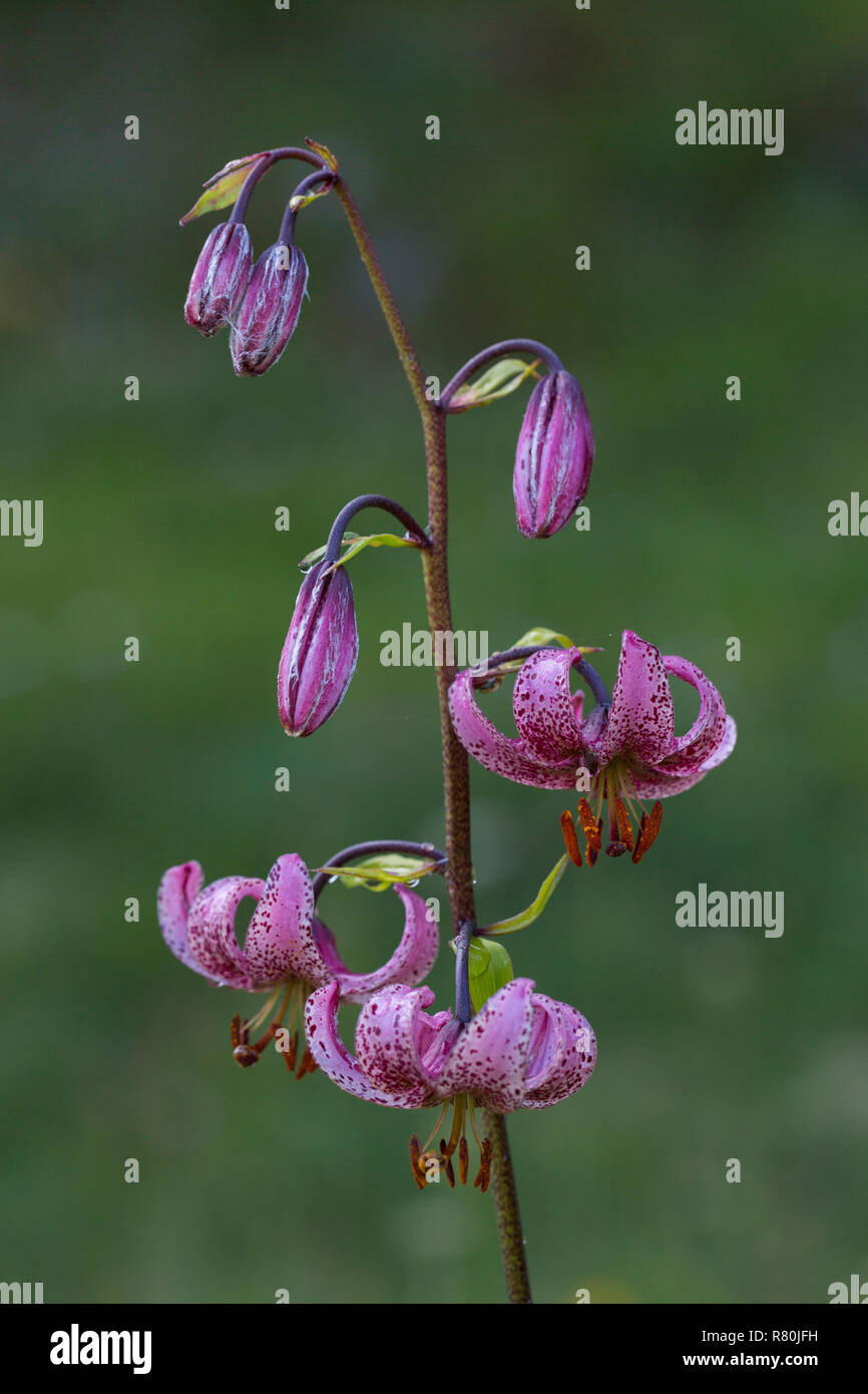 Der Türke Kappe, Martagon Lilie (Lilium martagon), blühende Pflanze. Nationalpark Hohe Tauern, Kärnten, Österreich Stockfoto