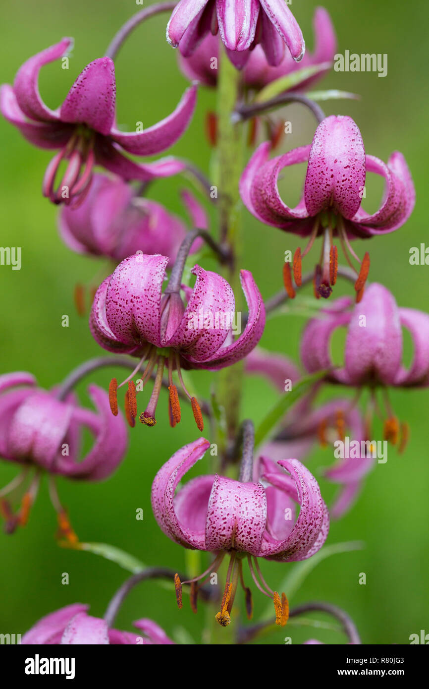 Der Türke Kappe, Martagon Lilie (Lilium martagon), blühende Pflanze. Nationalpark Hohe Tauern, Kärnten, Österreich Stockfoto