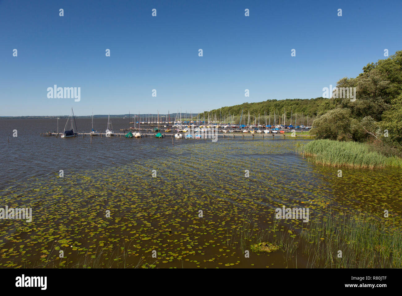 Steinhuder Meer im Sommer. Niedersachsen, Deutschland Stockfoto