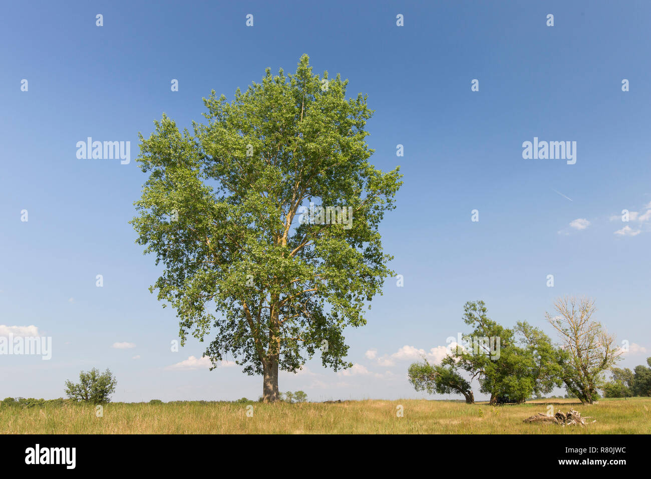 Schwarzpappel (Populus nigra), einsamer Baum im Sommer. Deutschland Stockfoto