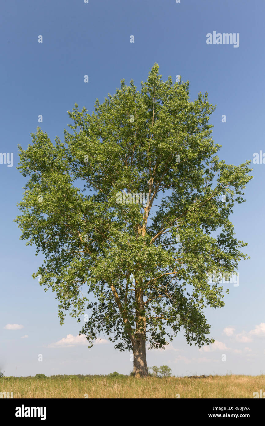 Schwarzpappel (Populus nigra), einsamer Baum im Sommer. Deutschland Stockfoto