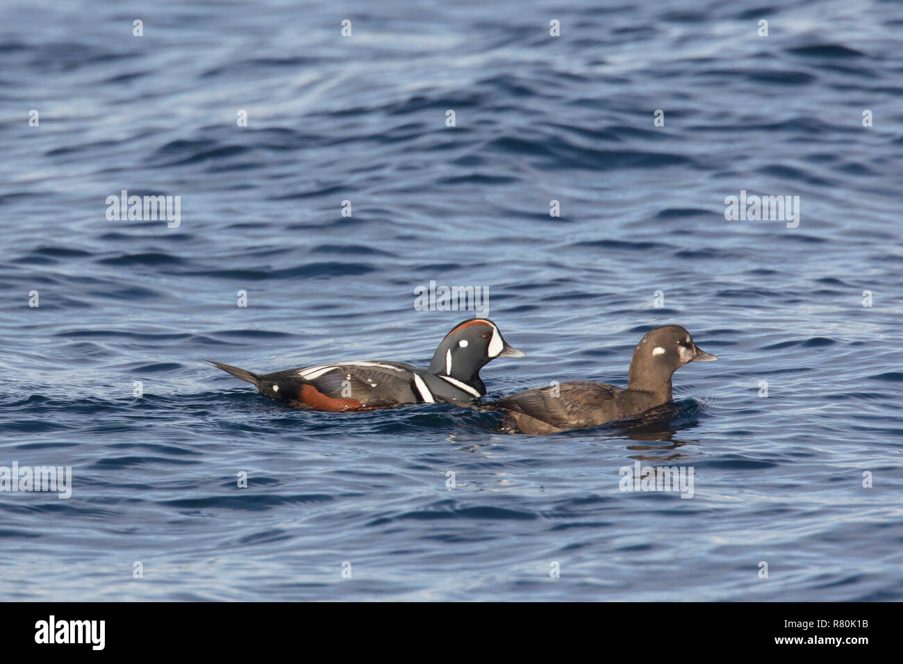 Harlequin Duck (Histrionicus histrionicus). Paar in der Zucht Gefieder im Meer schwimmen, Island Stockfoto