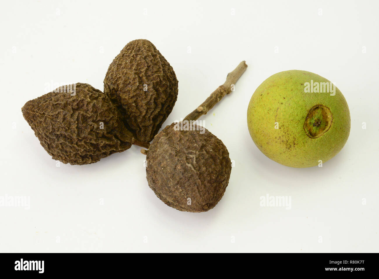 Schwarze walnuss, Amerikanische Walnuss (Juglans nigra). Reife und Unreife Früchte, studio Bild auf weißem Hintergrund Stockfoto