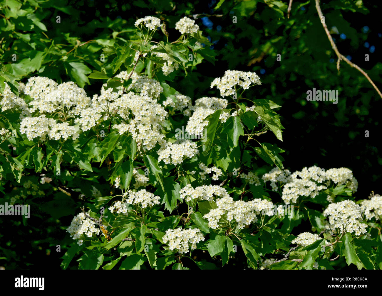Wild Service Baum, The Great Tree, Dame Baum (Sorbus torminalis). Ast mit Blätter und Blumen. Deutschland Stockfoto