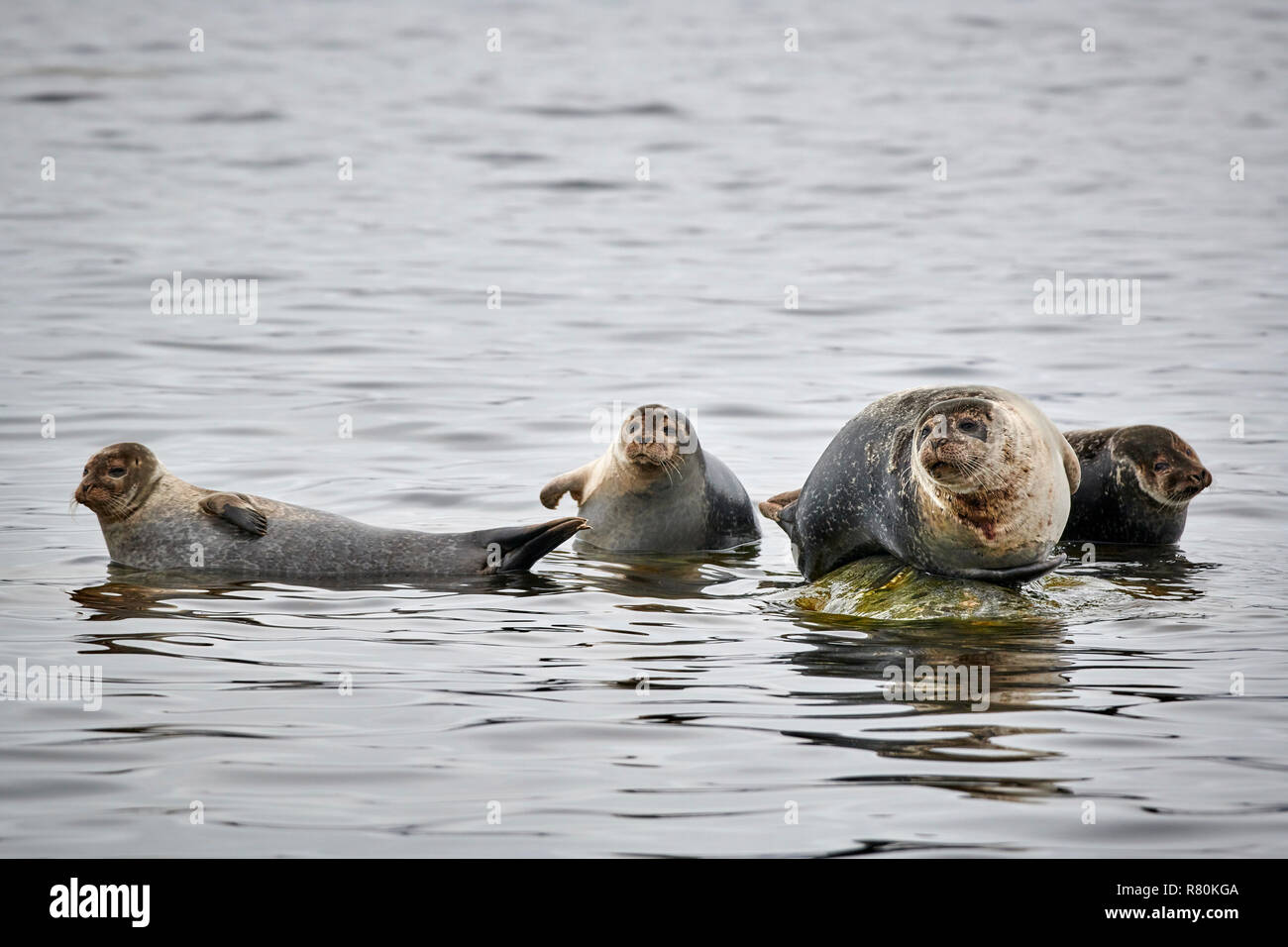 Seehunde (Phoca vitulina). Gruppe ruht auf einem Felsen an der Küste. Svalbard, Norwegen Stockfoto