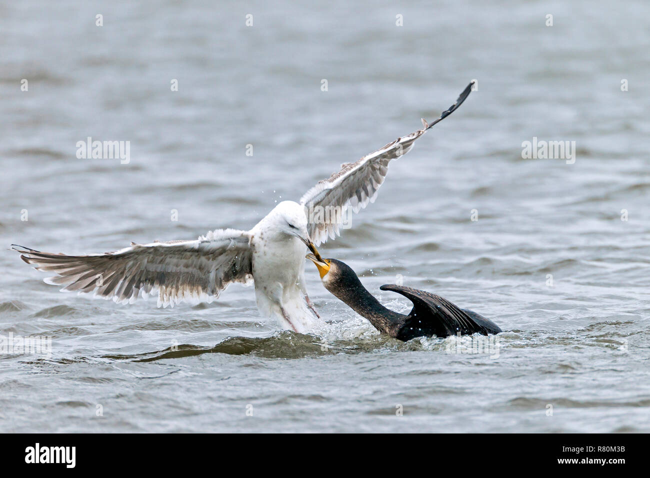 Juvenile Gull-mantelmöwe (Larus marinus) versuchten Raub aus eine große Kehle Kormorane zu ziehen. Danmark Stockfoto