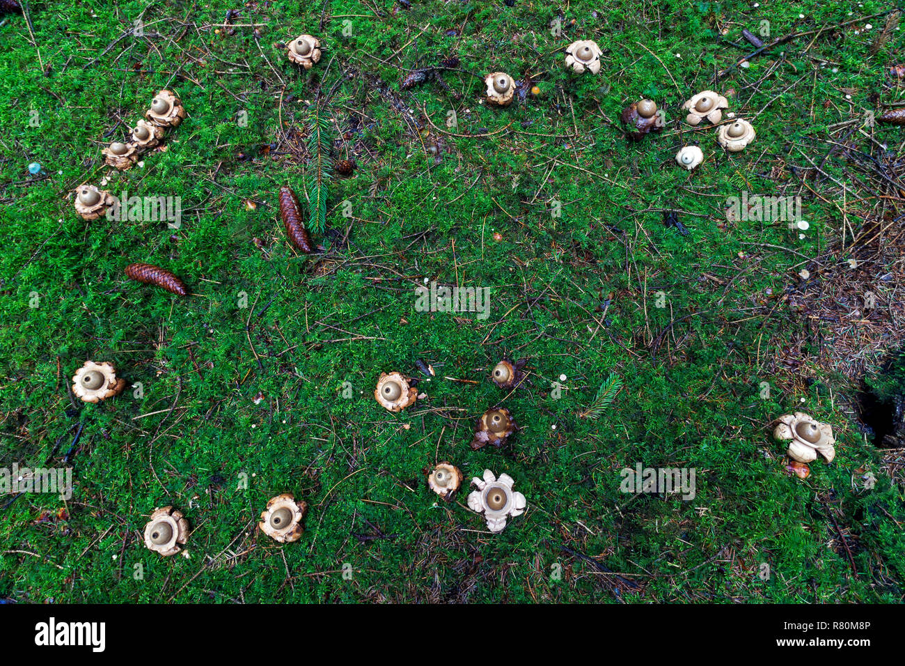 Collared Earthstar (Geastrum Triplex), fairy Ring auf den Waldboden. Deutschland Stockfoto