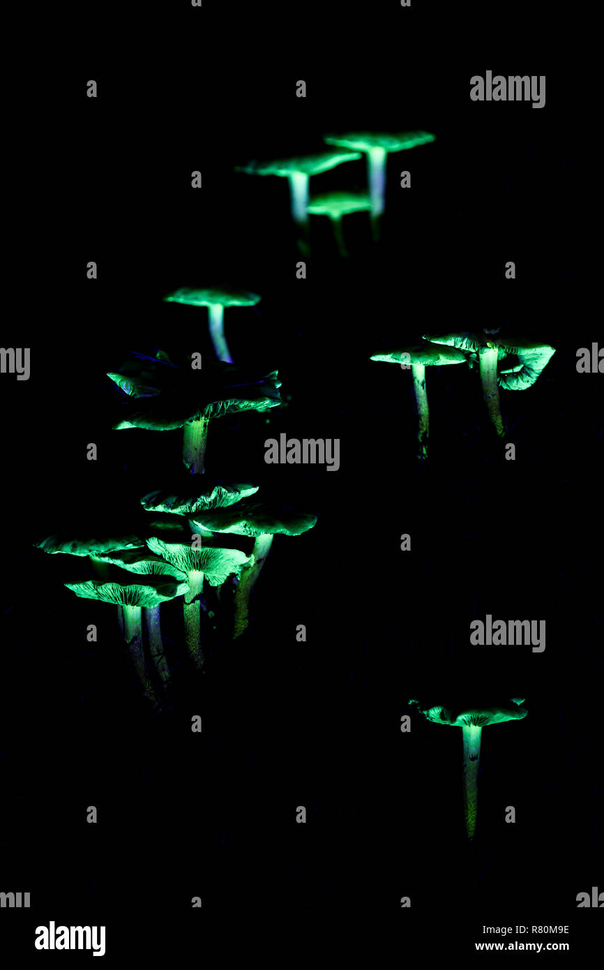 Pilze (Hypholoma sp.) UV-Licht. Deutschland Stockfoto
