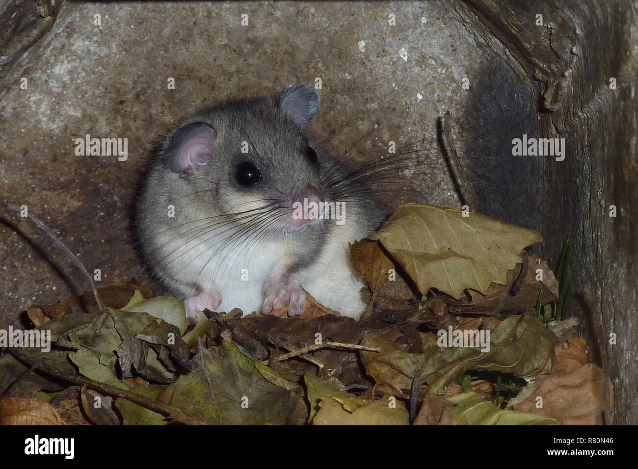 Genießbare Siebenschläfer (Glis Glis). Haselmäuse bleiben nur im Sommer Viertel, bis die Tag- und Nachtzeiten Temperaturen nahe dem Gefrierpunkt bleiben oder weiter unten. Dieses Tier war der letzte Tag in den Nistkasten zu verbringen. Deutschland Stockfoto