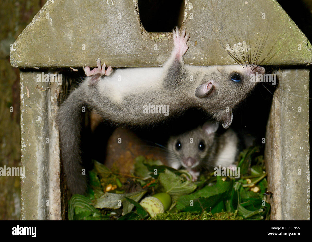 Genießbare Siebenschläfer (Glis Glis). Zwei Jugendliche klettern in einem nistkasten. Deutschland Stockfoto