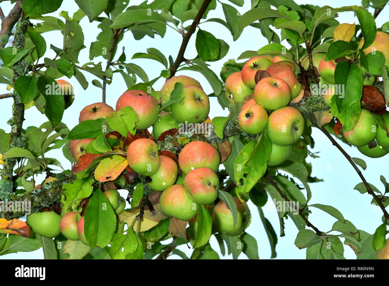 Gemeinsame Crab Apple, wilde Holzapfel (Malus sylvestris). Reife äpfel auf einem Baum. Deutschland Stockfoto