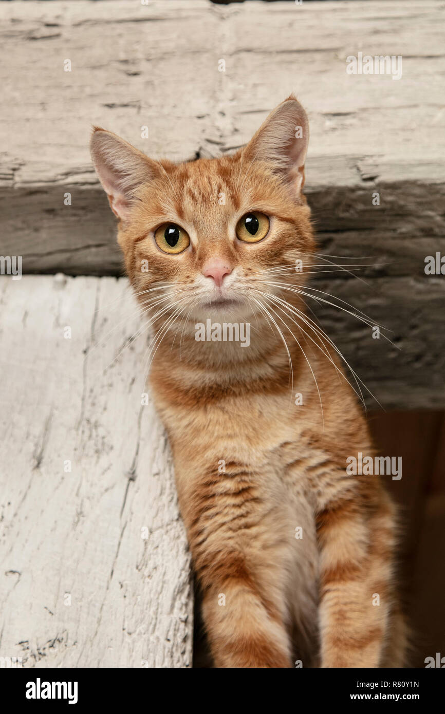 Rothaarige Katze starrte auf die Linse Stockfoto
