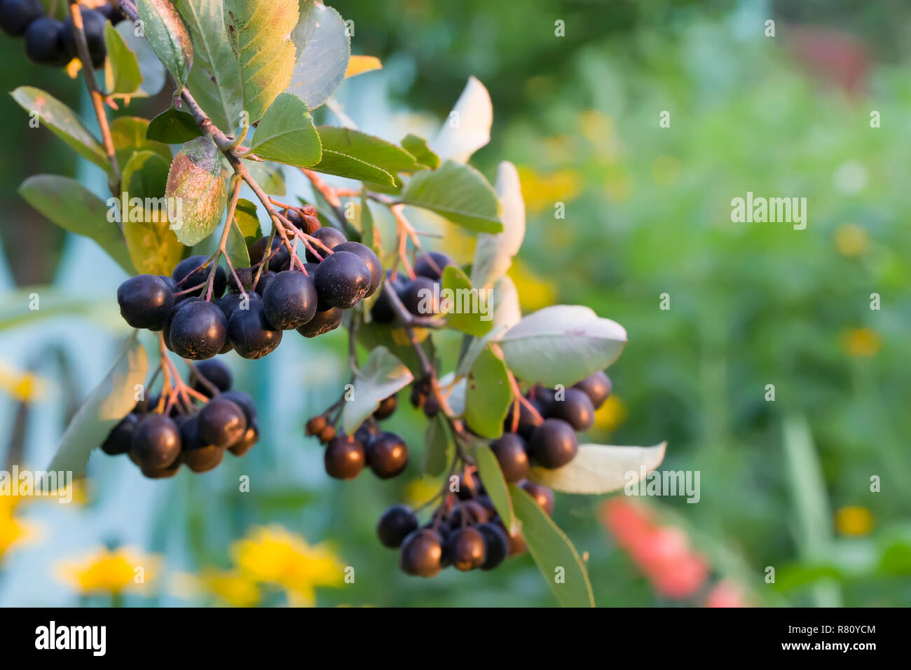 Frucht, Beere, Zweig, Natur, Baum, Ernährung, Nahaufnahme, Hintergrund,  Pflanze, Herbst, Reif, organische, Grün, Natur, Schwarz, aronia, Blatt,  Aronia, foo Stockfotografie - Alamy