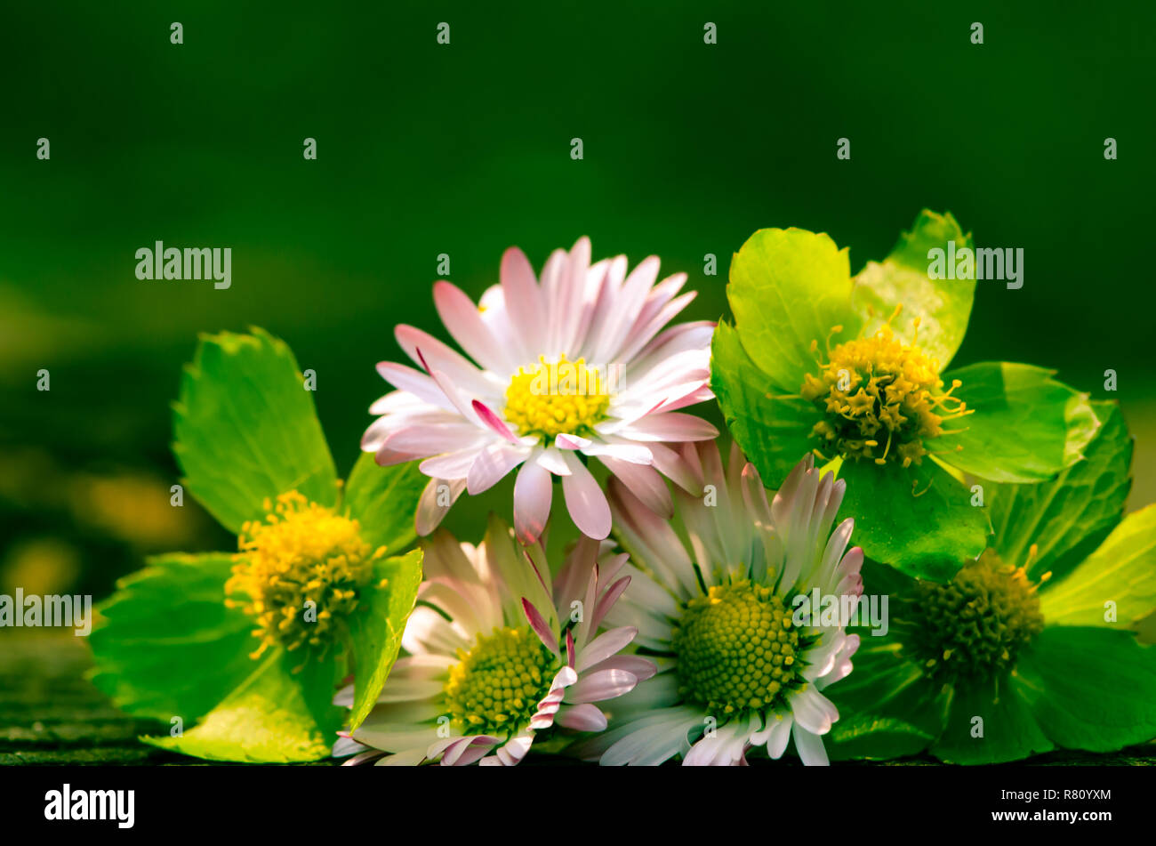 Detail der hellen Weiß Rosa Daisy und grüne Blume auf grünem Hintergrund Stockfoto