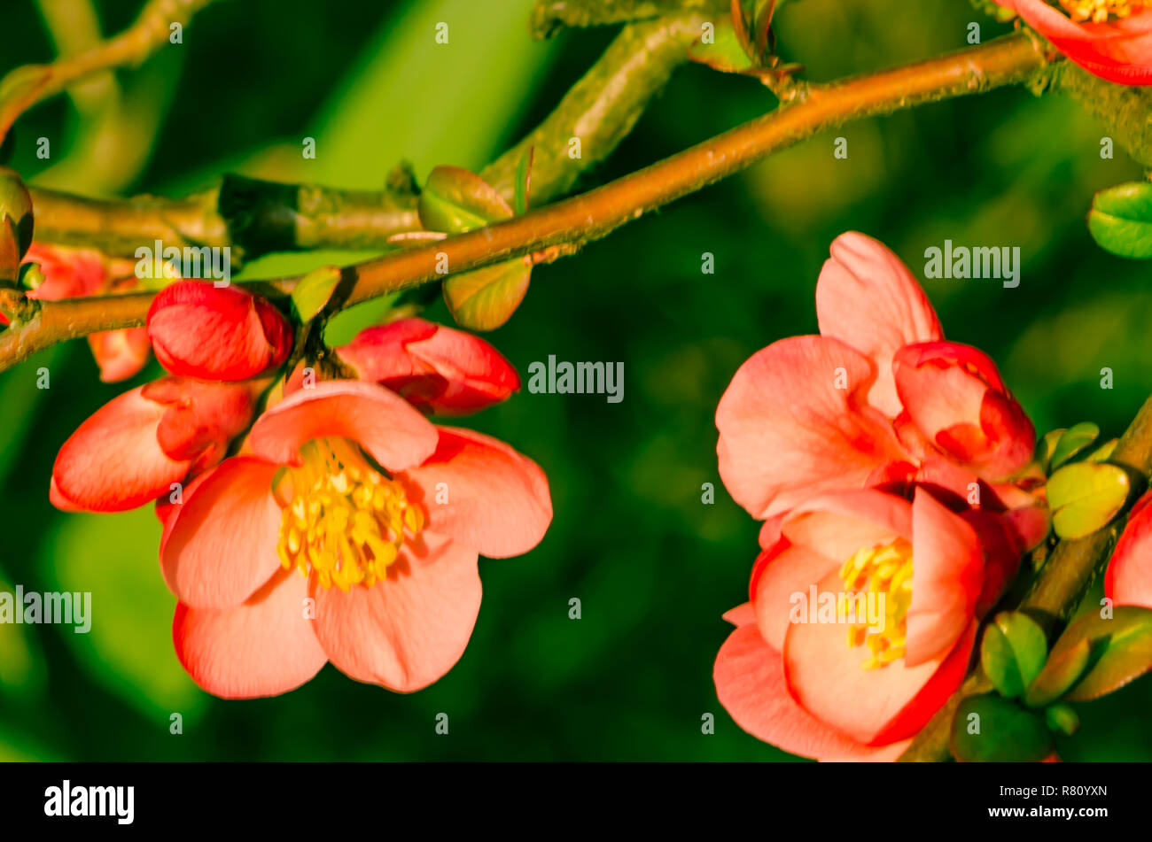 Blüte rosa Blume auf grünem Hintergrund Stockfoto