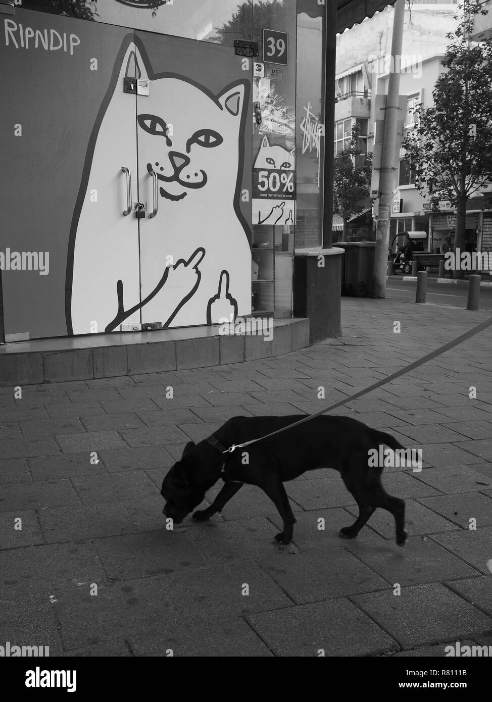 Katzen Hunde vs. Stockfoto