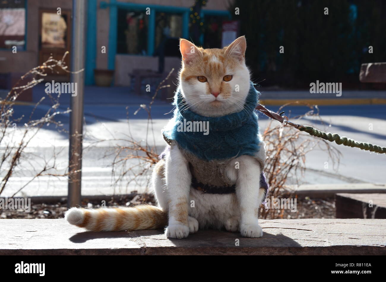 Katze in Form gestrickter Pullover an der Leine in Colorado Springs Stockfoto