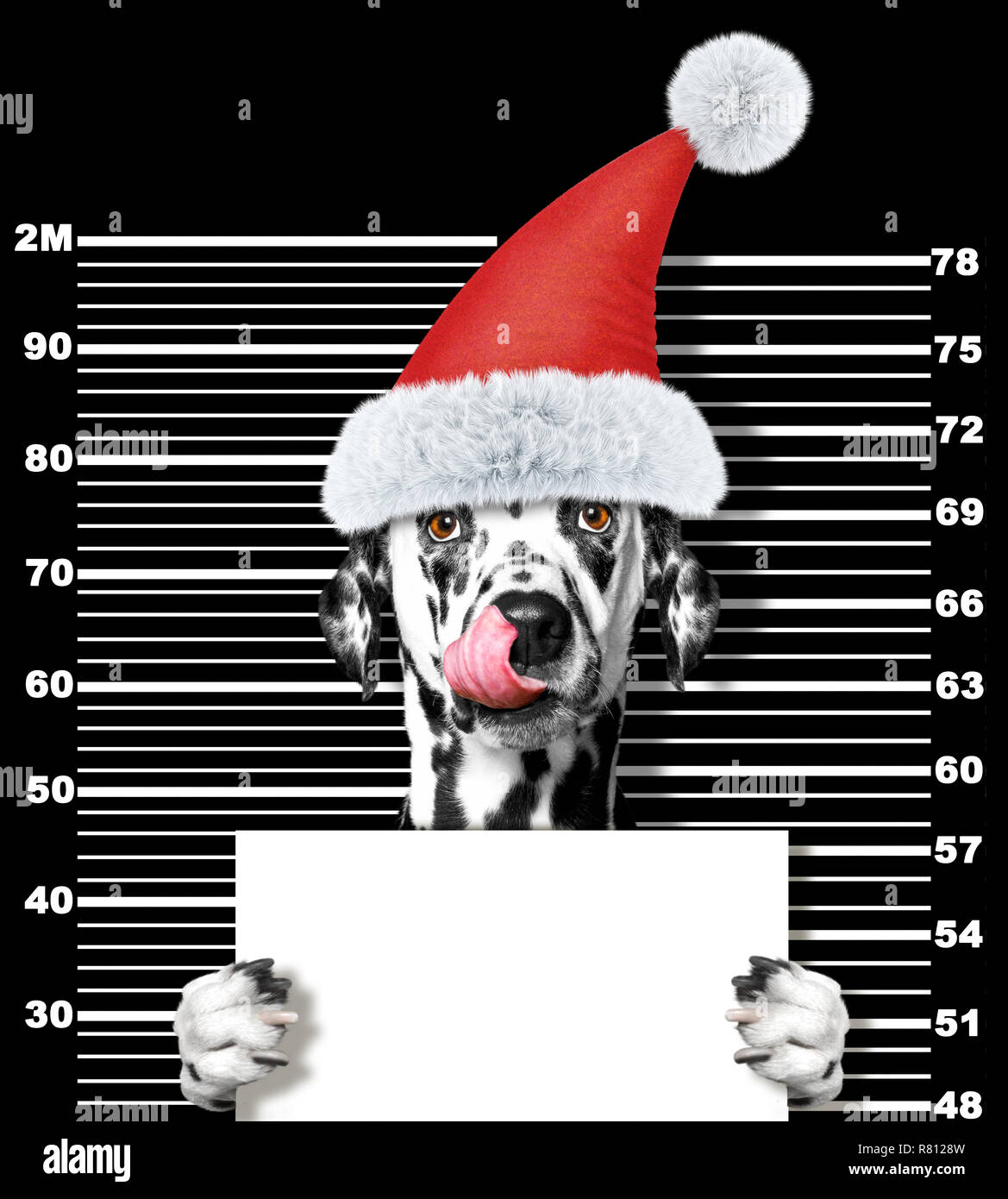 Dalmatiner Hund als Weihnachtsmann im Gefängnis. Auf schwarz Isoliert Stockfoto