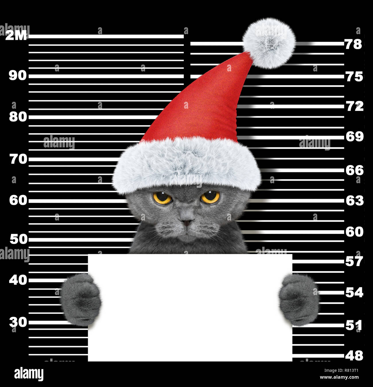 Süße Katze als Weihnachtsmann im Gefängnis. Auf schwarz Isoliert Stockfoto