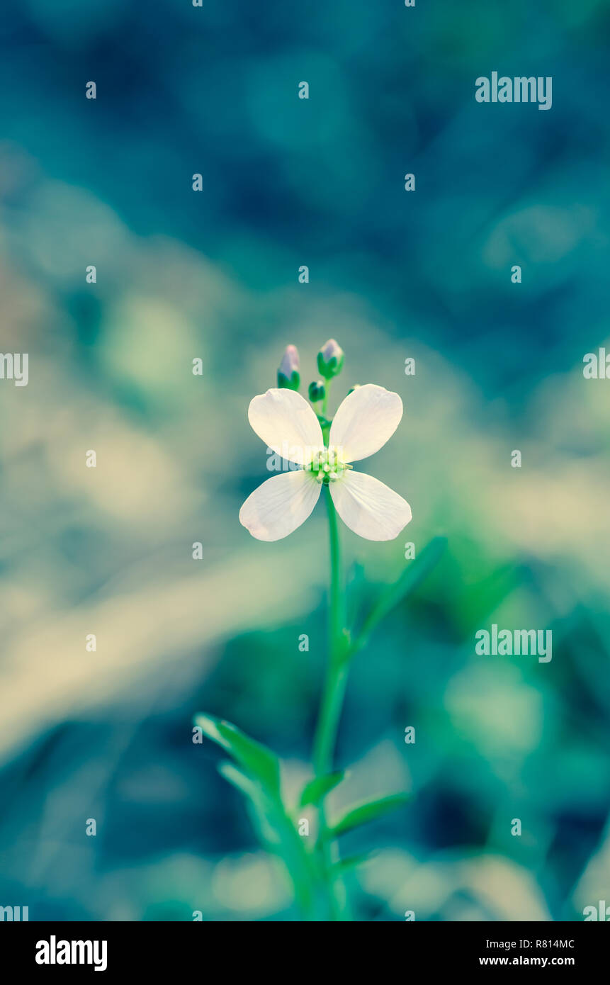 Soft Lila Blume auf grünem Hintergrund retro Effekt Stockfoto