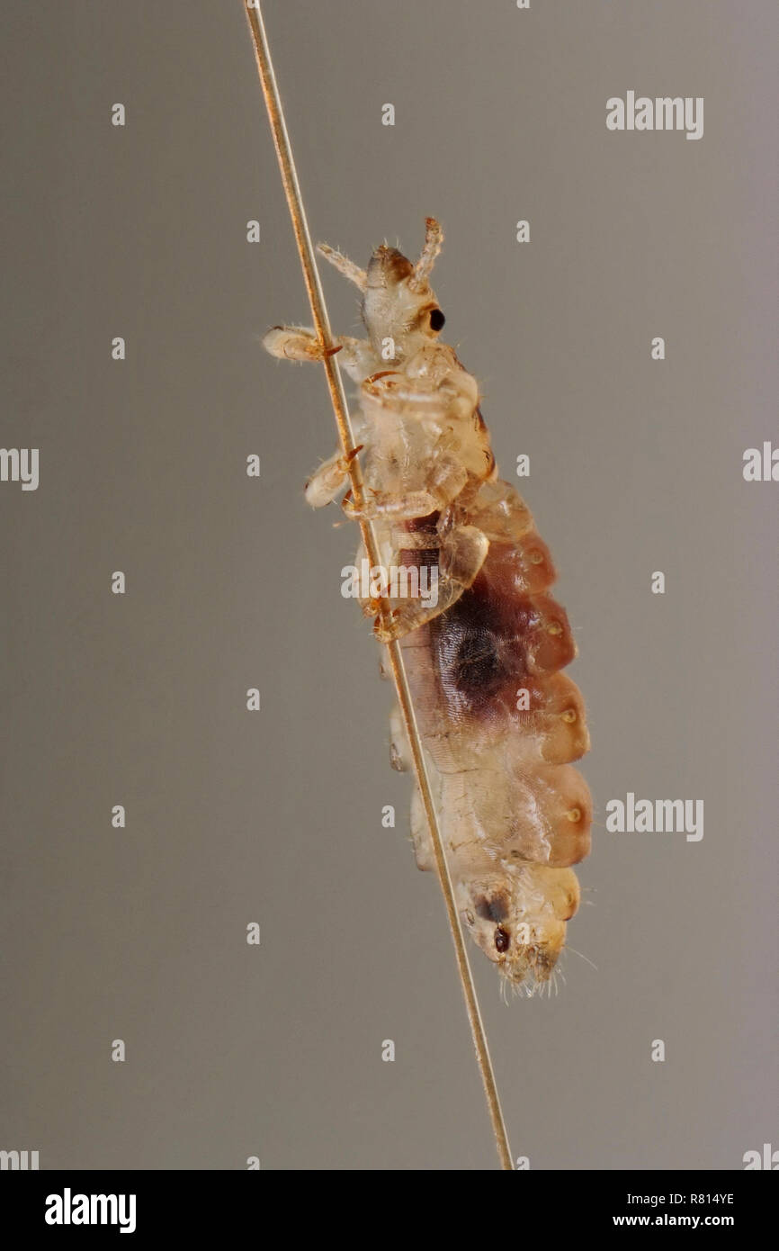 Kopflaus (Pediculus humanus capitis) auf ein menschliches Haar, Deutschland Stockfoto