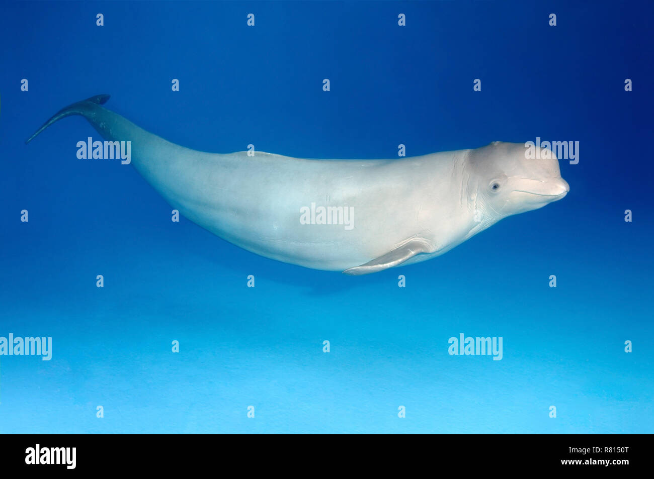 Beluga, weißen Wal (Delphinapterus leucas), Delphinarium, Odessa, Odessa, Ukraine Stockfoto