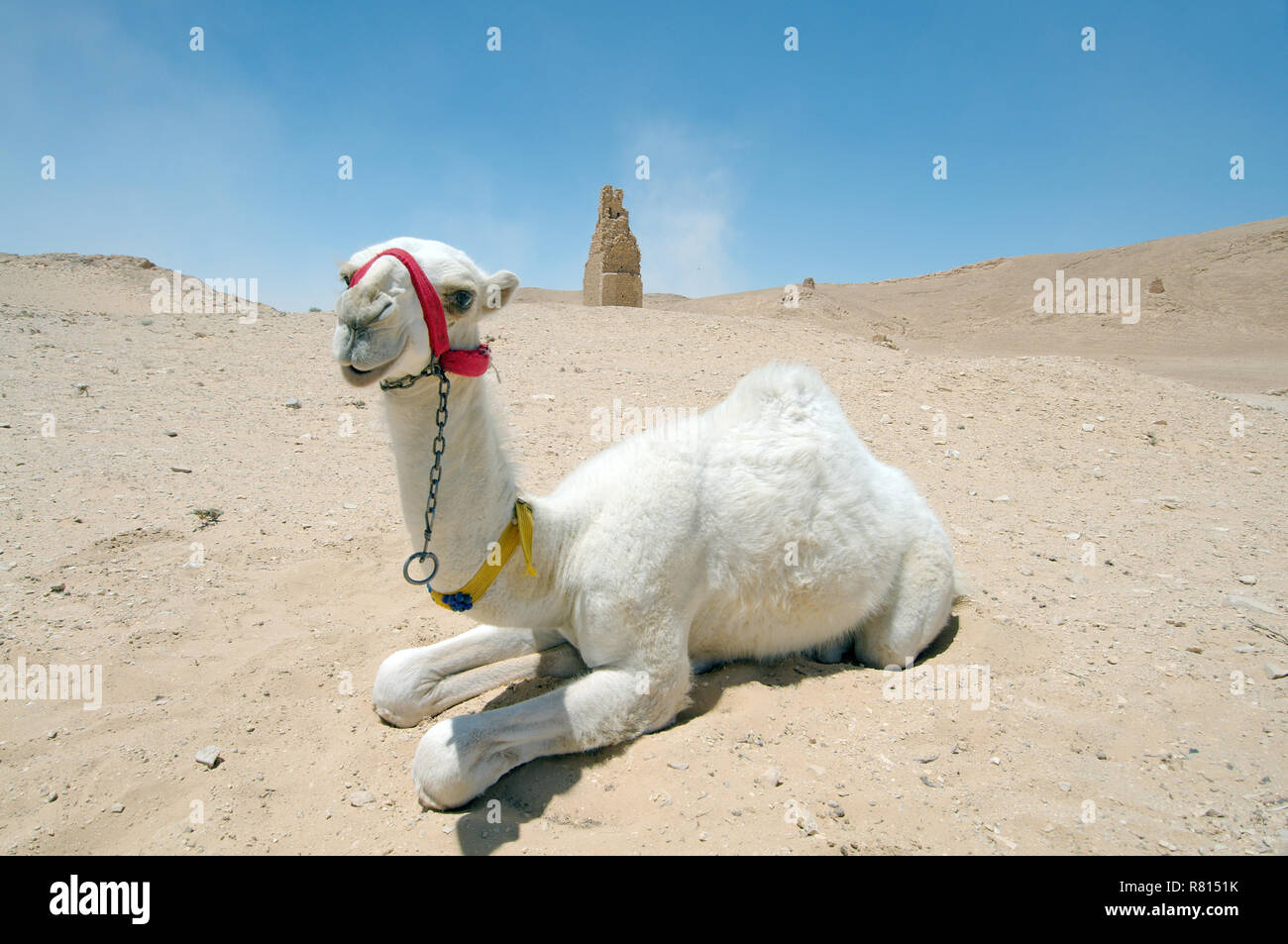 Junge weiße Kamel (Camelus dromedarius) liegen auf dem Sand in der Nähe von Tower Grab, Tadmur, Syrien Stockfoto