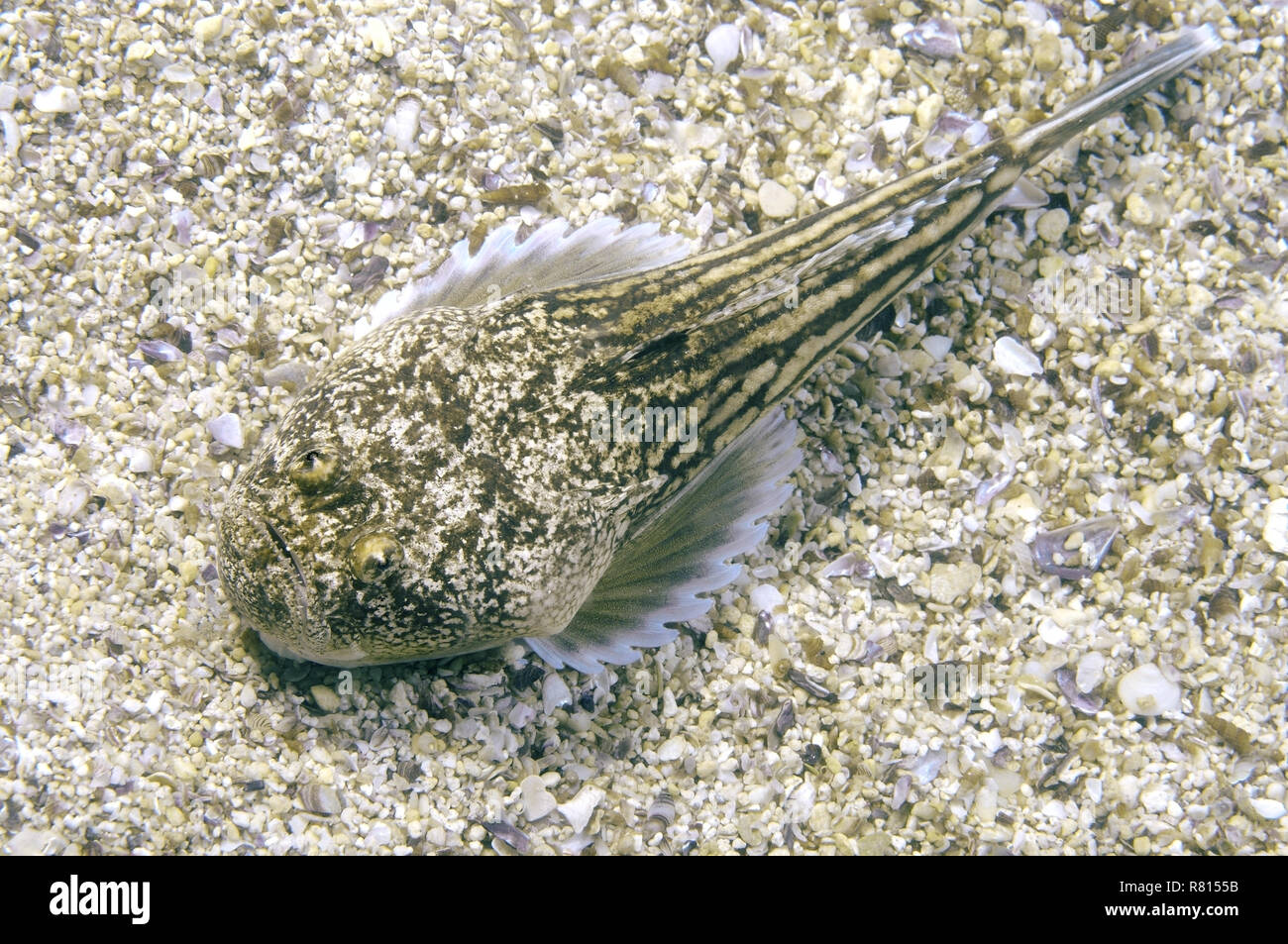 Atlantic Stargazer (Uranoscopus Scaber), Schwarzes Meer, Krim, Ukraine Stockfoto