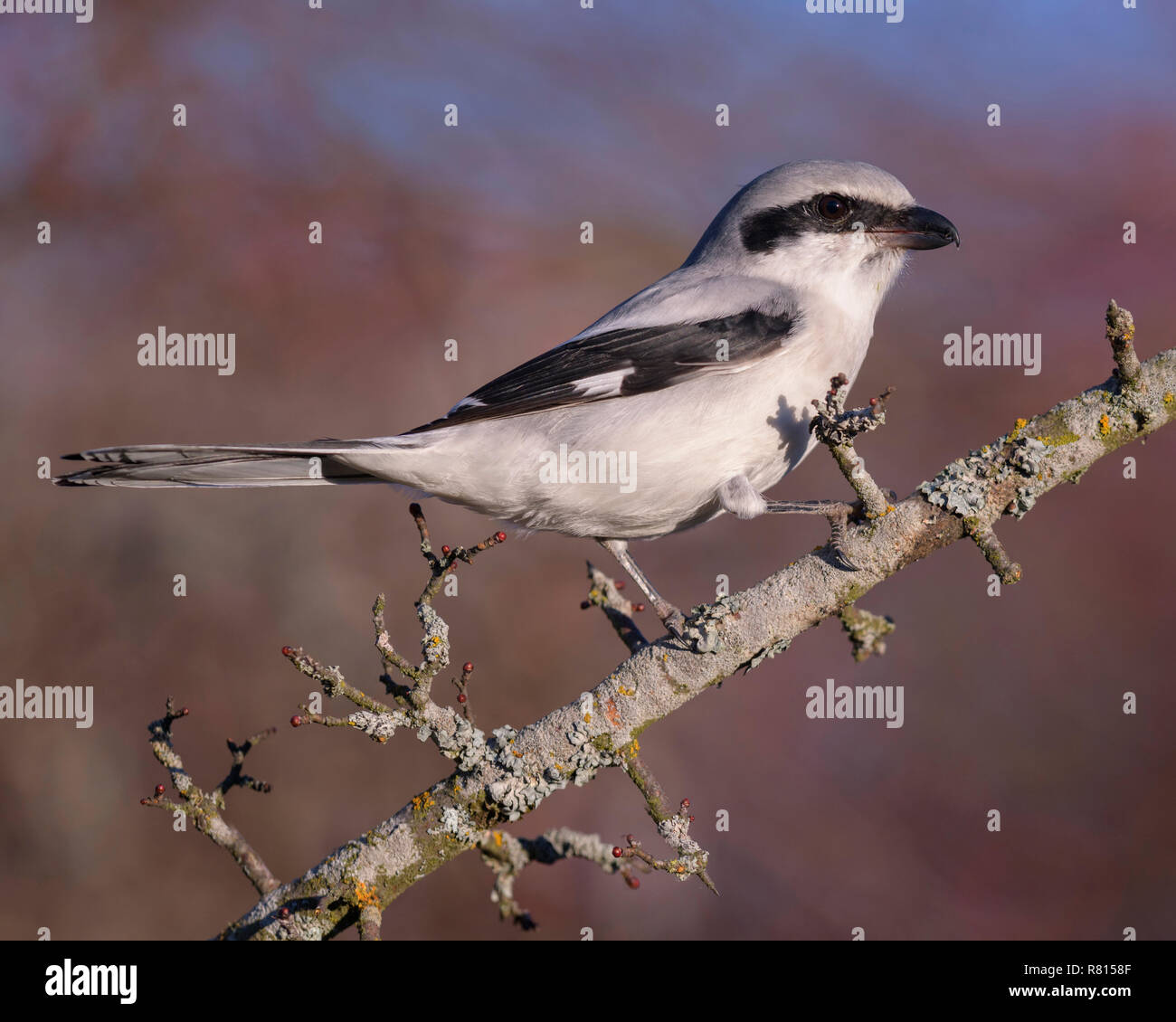 Great Grey Shrike (Lanius excubitor), auf dem Zweig von Weißdorn (Crataegus), Biosphäre, Schwäbische Alb, Baden-Württemberg Stockfoto