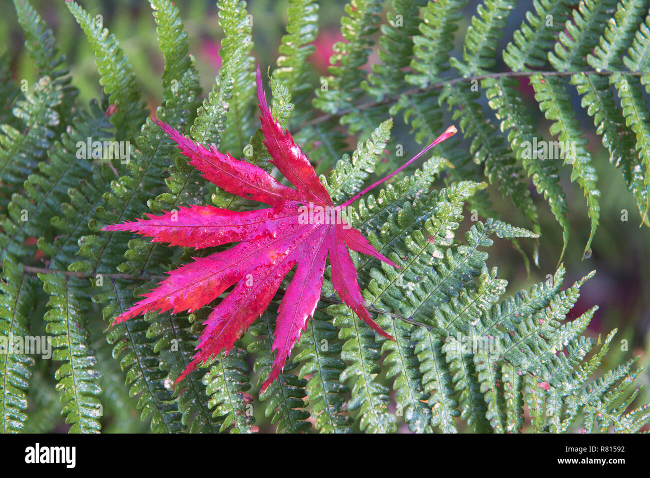 Rote Herbst Blatt von glatten Japanischer Ahorn (Acer palmatum) liegen auf Farn, Niedersachsen, Deutschland Stockfoto