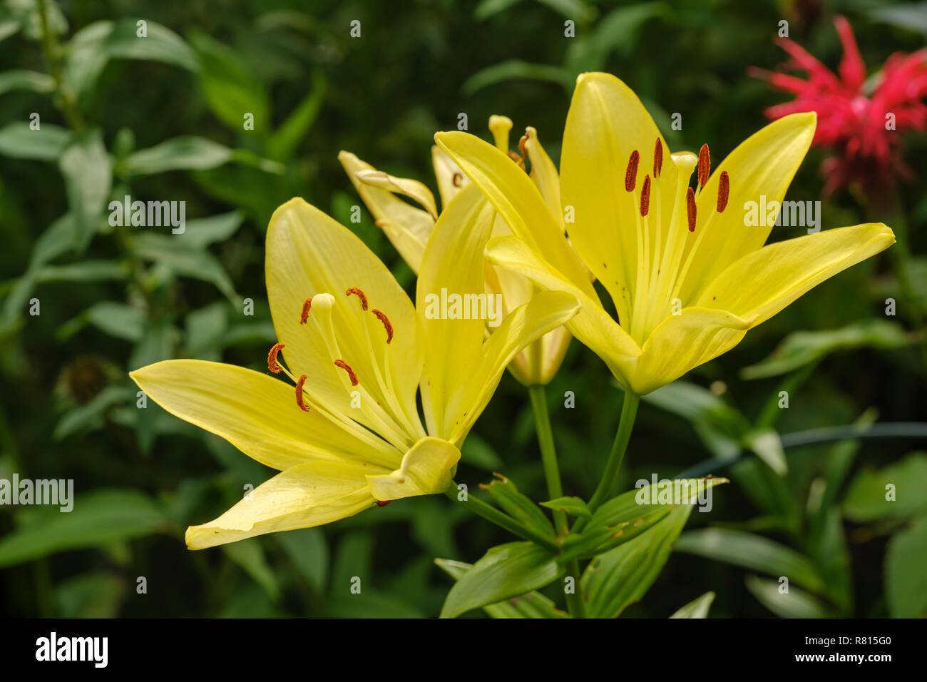 Gelbe Feuer Lilie (Lilium bulbiferum), Gartenanlage, Deutschland Stockfoto