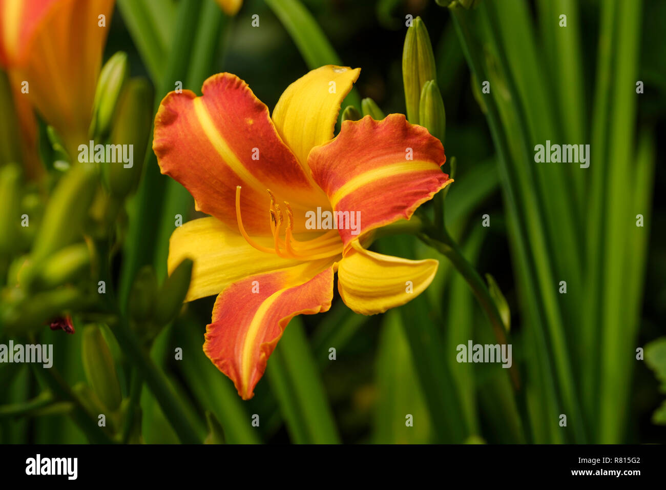 Orange Tag - Lily (Hemerocallis fulva), Gartenanlage, Deutschland Stockfoto