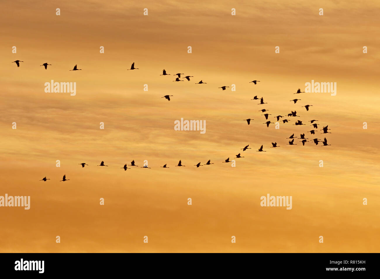 Kranichen (Grus Grus), Schwarm Vögel bei Sonnenuntergang fliegen, Nationalpark Vorpommersche Boddenlandschaft Stockfoto