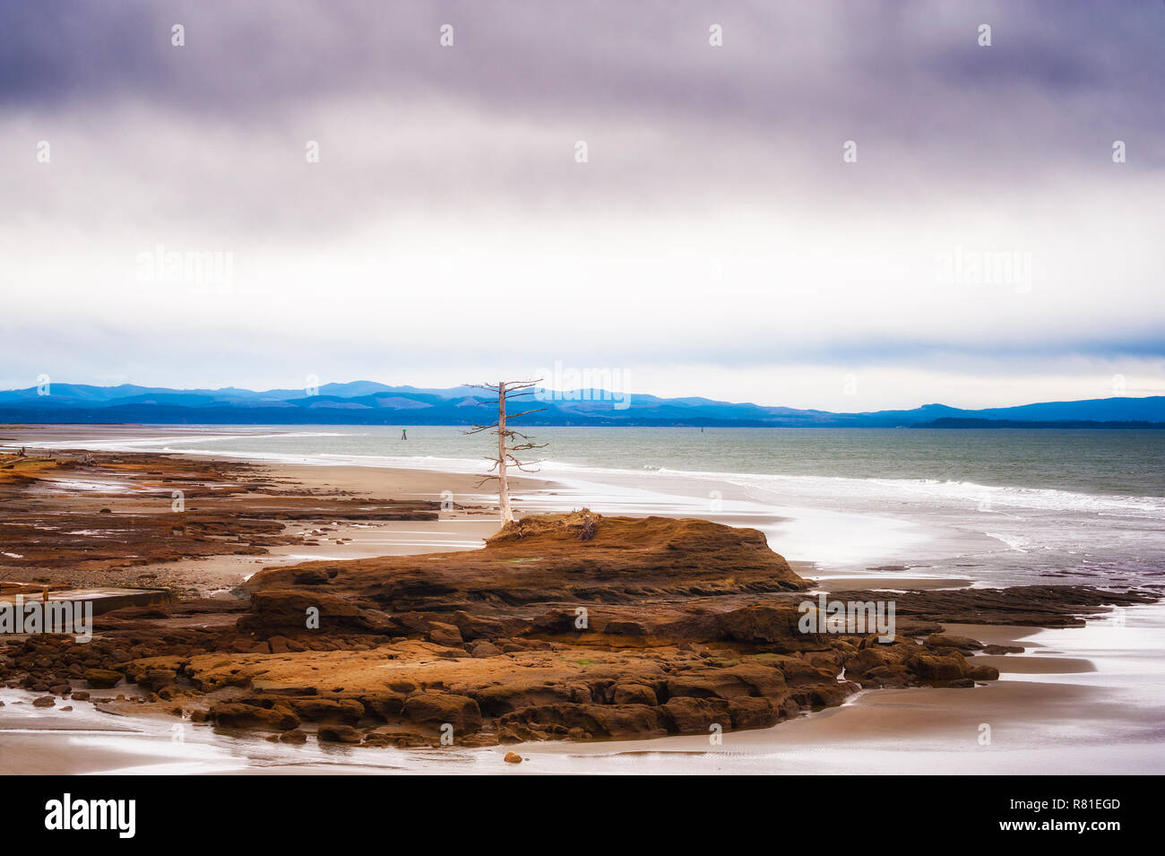 Ein einsamer Baumstumpf sitzt auf einer Insel der Felsen bei Ebbe in North Cove Bay, Washington Stockfoto